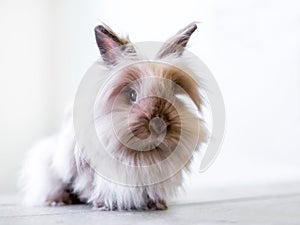 A fluffy purebred Lionhead rabbit