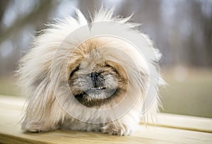 A fluffy purebred Pekingese dog