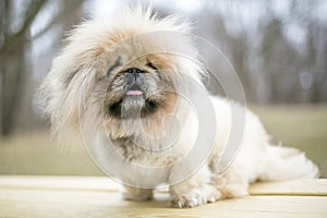 A fluffy purebred Pekingese dog