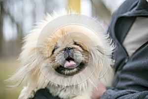 A fluffy purebred Pekingese dog