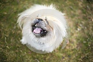 A fluffy purebred Pekingese dog looking up