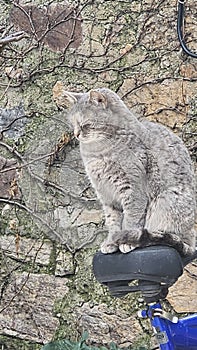 Fluffy pussy cat making funny faces sitting on cycle