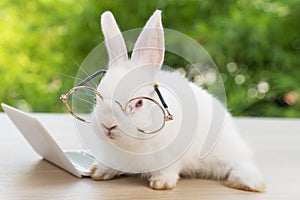 Fluffy rabbit bunny learning small laptop on wooden. Little white hair bunny mammal wears eyeglasses with notebook e-learning