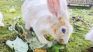 Fluffy rabbit enjoying spinach leaves