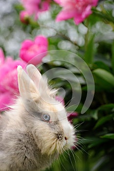 Fluffy Rabbit in the Garden with Flowers