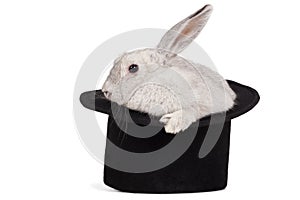 Fluffy rabbit in top hat