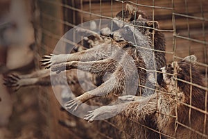 Fluffy raccoons in a cage stretch their paws and ask for food.
