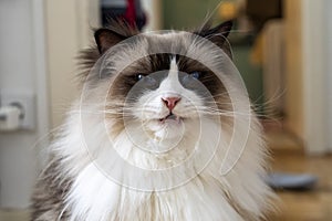 Close-Up Portrait of a Fluffy Ragdoll Cat with Blue Eyes