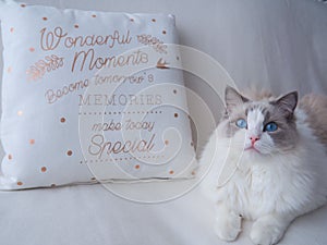 Fluffy Ragdoll cat with cushion. photo