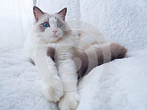 White fluffy ragdoll cat with blue eyes. photo