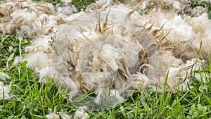 Fluffy raw sheep wool after the shearing process