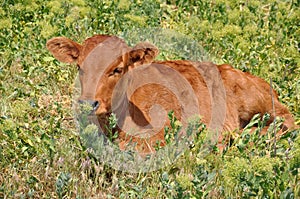 Fluffy red calf is sniffing yellow wild flowers