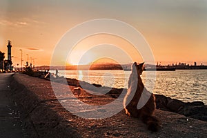 Fluffy red cat on a dyke on the sea shore in Istanbul photo