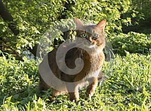 Fluffy red cat with green eyes Somali breed walks on green grass