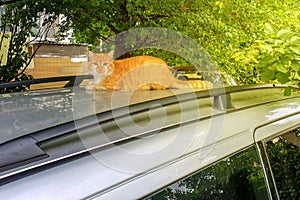 Fluffy red cat lies on the silver roof of the car