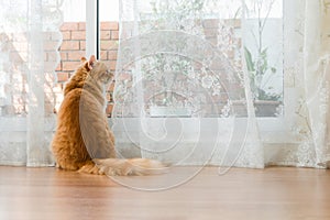 Fluffy red cat looking outside at the door with white curtains on summer time. Beautiful domestic red cat sitting on wooden floor