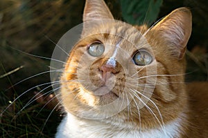 Fluffy red cat looking up and thinking about something