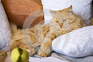 Fluffy red cat lying on the couch among the pillows