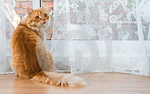 Fluffy red cat sitting on wooden floor near window, looking back at camera, the door with white curtains on summer time. Beautiful