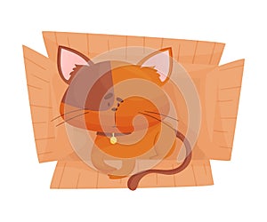 Fluffy Red Colored Cat Sitting Inside Carton Box Vector Illustration