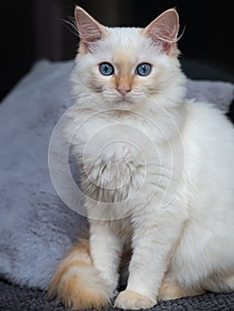 Fluffy red and cream ragdoll kitten stares with blue eyes.  Coat type is also known as flame point