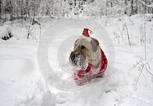 A fluffy red dog in a New Year's red suit poses in a snow-covered forest.