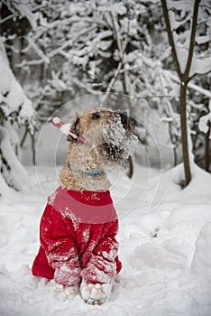 A fluffy red dog in a New Year's red suit poses in a snow-covered forest.