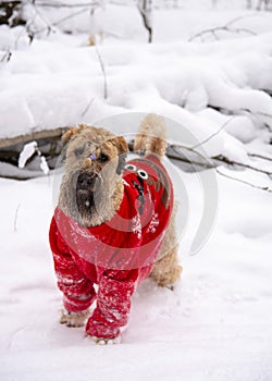 A fluffy red dog in a New Year's red suit poses in a snow-covered forest.