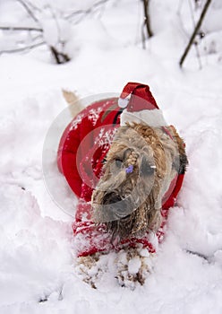 A fluffy red dog in a New Year's red suit poses in a snow-covered forest.