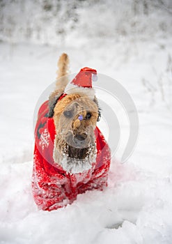 A fluffy red dog in a New Year's red suit poses in a snow-covered forest.