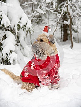 A fluffy red dog in a New Year's red suit poses in a snow-covered forest.