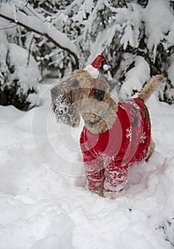 A fluffy red dog in a New Year's red suit poses in a snow-covered forest.