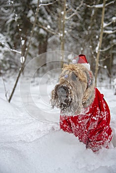 A fluffy red dog in a New Year's red suit poses in a snow-covered forest.