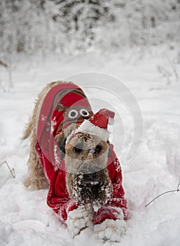 A fluffy red dog in a New Year's red suit poses in a snow-covered forest.