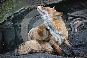 Fluffy red fox scratching its neck with its hind paw