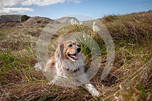 Fluffy red haired collie dog resting among dune grasses at Pouawa Beach, Gisborne, NZ