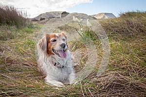 Fluffy red haired collie dog resting among dune grasses at Pouawa Beach, Gisborne, NZ