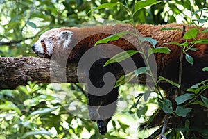 Fluffy red panda sleeping on the thick tree branch