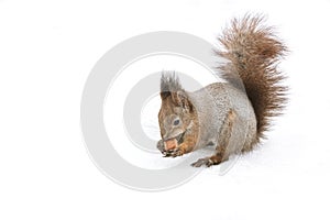 Fluffy red squirrel eating nut on white snow background