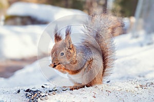 fluffy red squirrel gnaws a nut, squirrel in natural habitat in winter