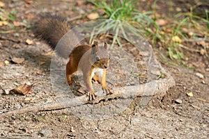 Fluffy red squirrel on the ground close-up.