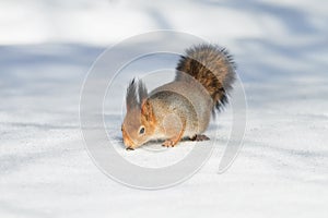 Fluffy red squirrel seeking seeds on the white snow in winter Park