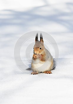 fluffy red squirrel seeking seeds on the white snow in winter Park