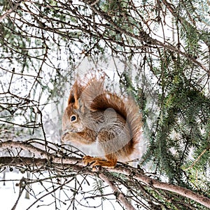 Fluffy red squirrel sitting on fir-tree branch with nut in its p