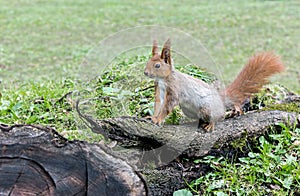 Fluffy red squirrel sitting on old tree log in forest on grass b