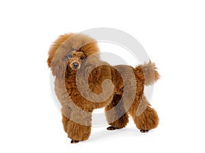 Fluffy red Toy Poodle dog on a white background