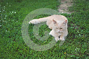 Fluffy redhead cat feeble lying on green grass