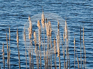 fluffy reed plumes along a blue lake