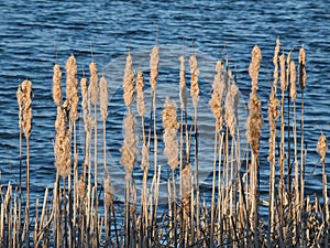 fluffy reed plumes along a blue lake