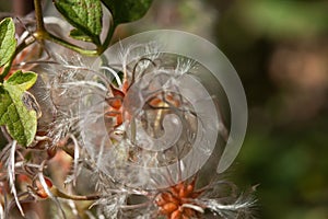 FLUFFY RIPE CLEMATIS SEEDS IN AUTUMN